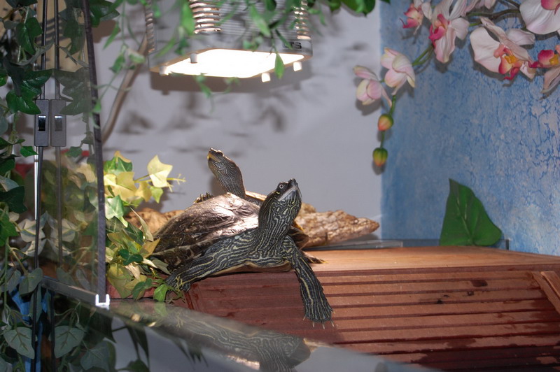 bewegen sie die Maus &uuml;ber das Bild